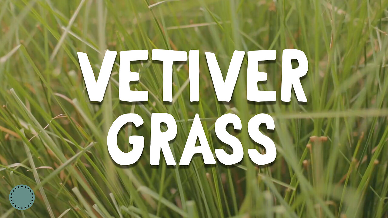 How to Grow ~ Vetiver Grass