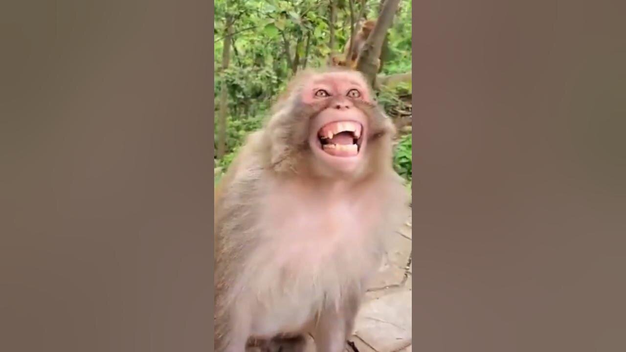 Yeah Monkeys are little too funny - Have fun