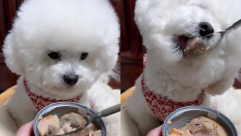 Cute dog eating canned beef