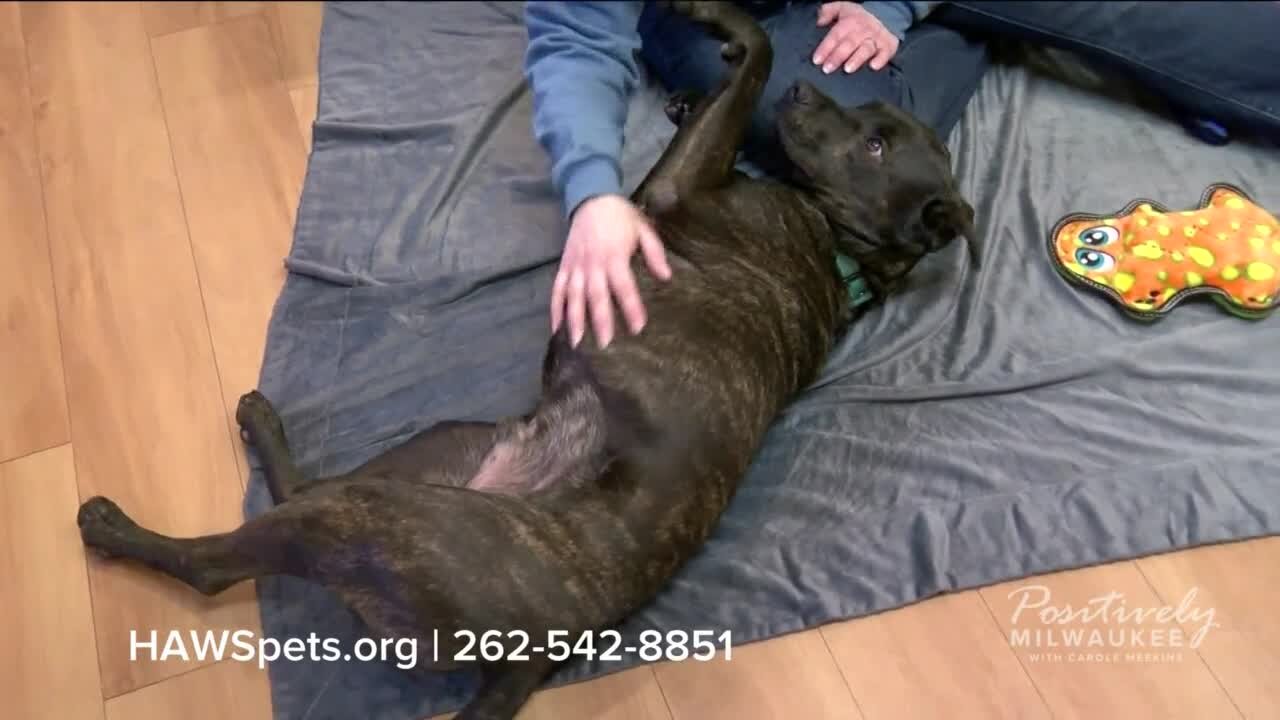 Pawsitively Milwaukee 2.6.23