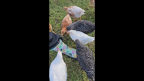 Fuzz Nuggets Love Chicken boots!