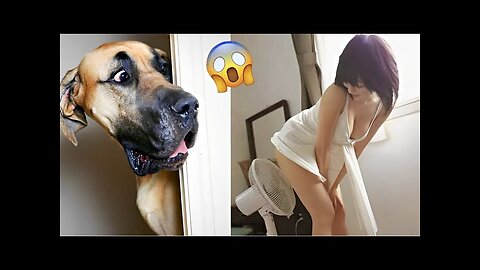 Troll Prank Dog Funny & fake Lion and Fake Tiger Prank To dog & Huge Box Prank to dog