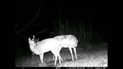 Deer Cam 11-30-2024