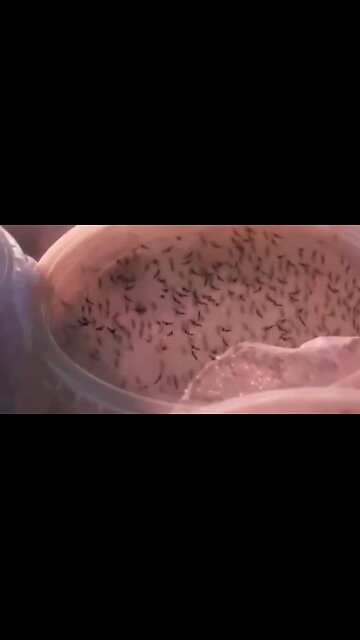 Genetically modified VAX mosquitoes green-lit to be released in America