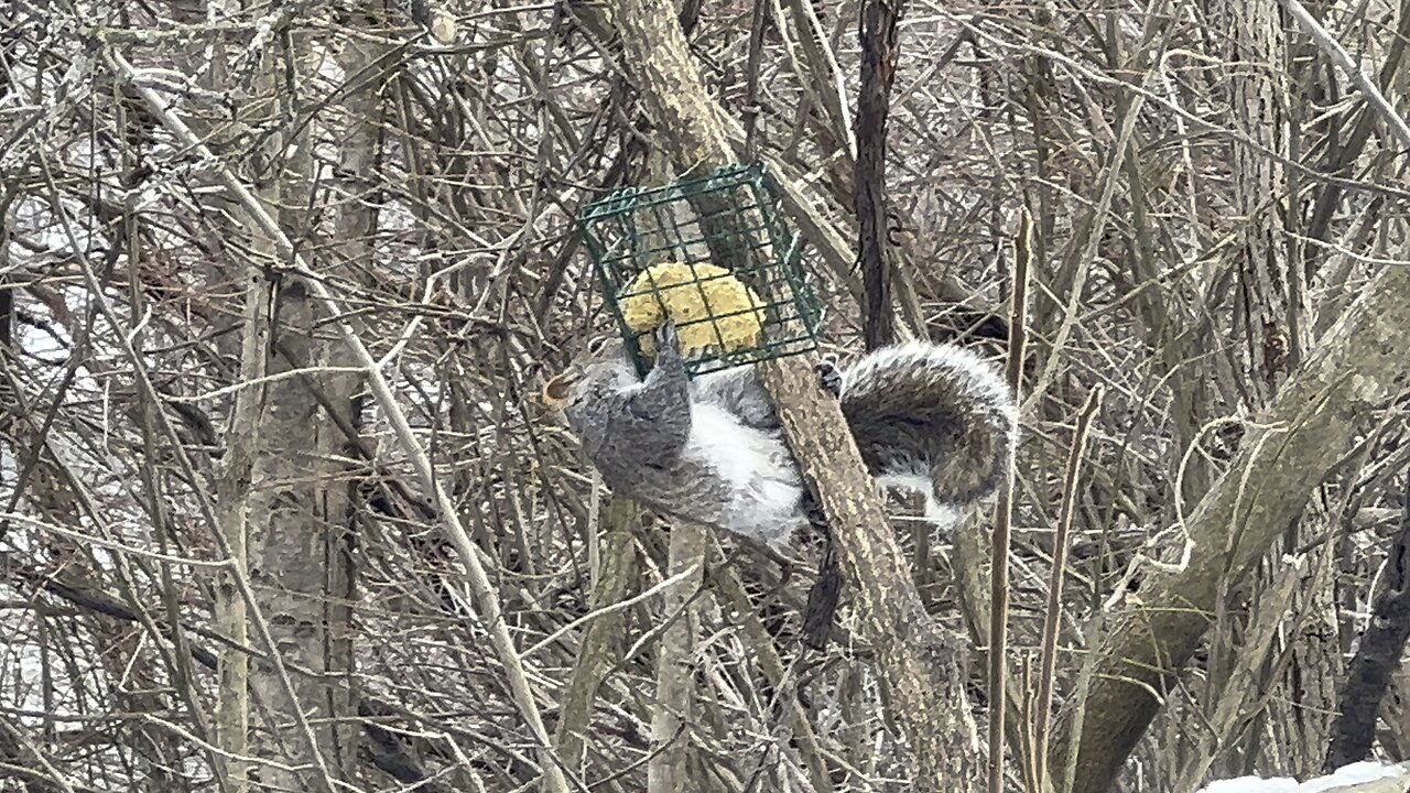 Grey Squirrel James Gardens Toronto stuffing face