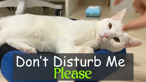 Don't Disturb Me Please | Annoying Cats | My Loving Cat