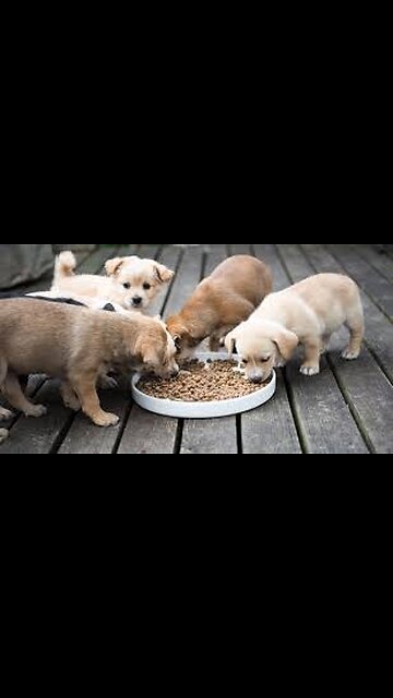Feeding 9 Golden Retriever be Like