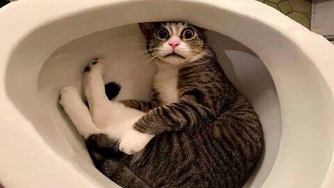 You Won't Believe What This Cat Does in a Toilet!