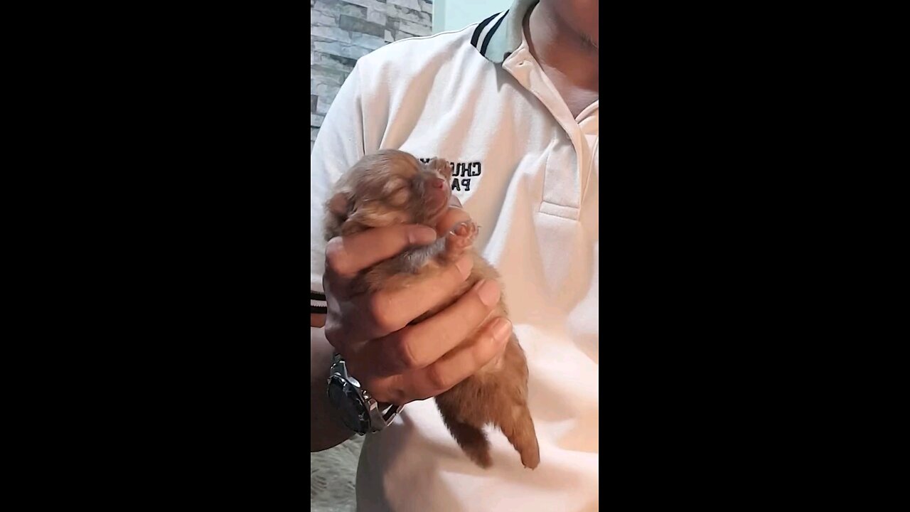 feeding a day old puppy