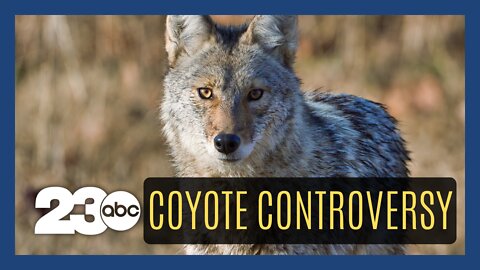 Protecting towns from coyotes