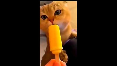 Funny Cute Cat Videos 2023 Part No 4