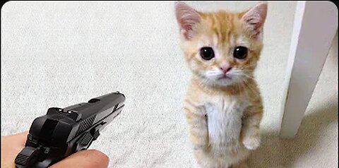 funny animals 🤣😂 dogs and cats funny videos 2023🤣