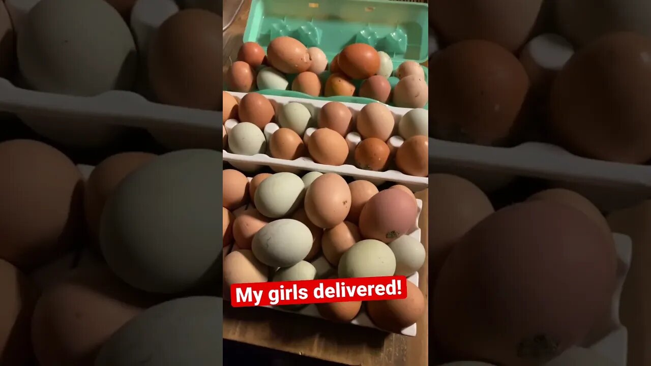 My girls delivered! A bounty of fresh pastured eggs! #carnivore #carnivorediet#carnivoremuscle