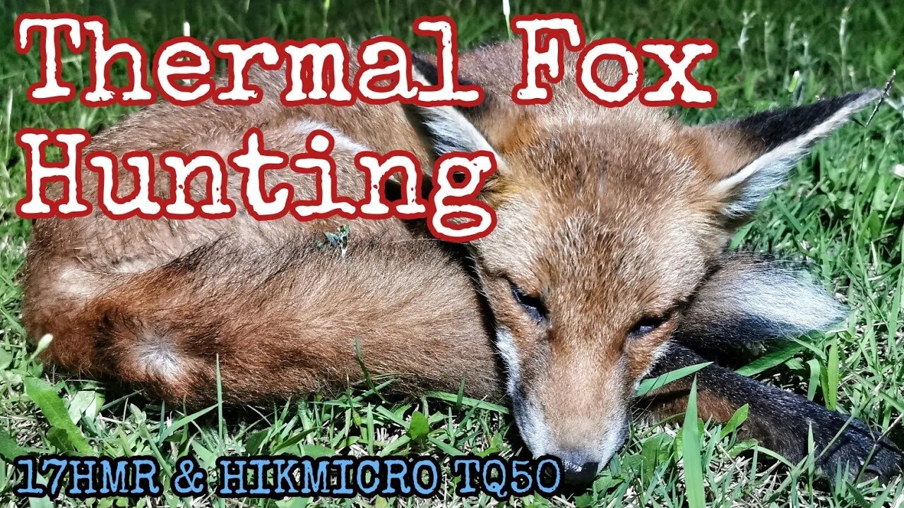 Night Hunting Foxes with Thermal || Lithgow LA101 17HMR Rifle & HIKMICRO TQ50