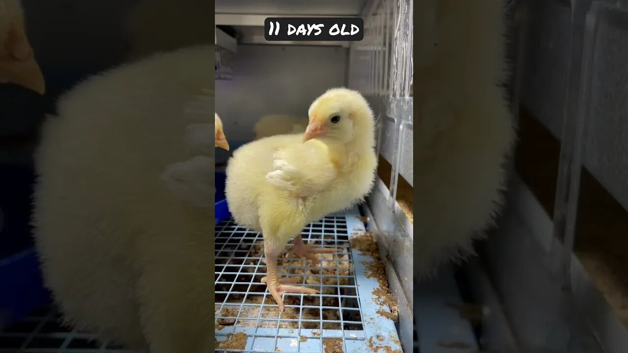 Baby Chick Update-Day11! #chicken #backyardchicken #chickentractor #chickencoop #shorts