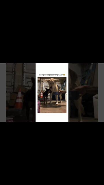 💀😂😂Subscribe on youtube * LINK IN BIO *#memes #dog #dogmemes #memes #funny #trynottolaugh #shorts