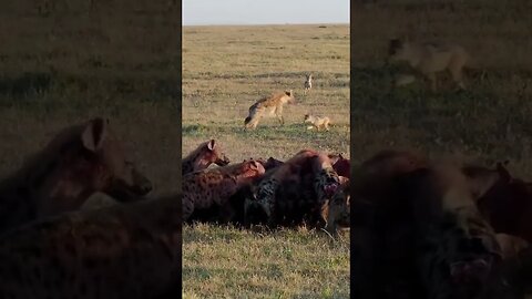 A Rare Encounter of Hyena Feasting!🤔#shorts #safari #travel #travelling