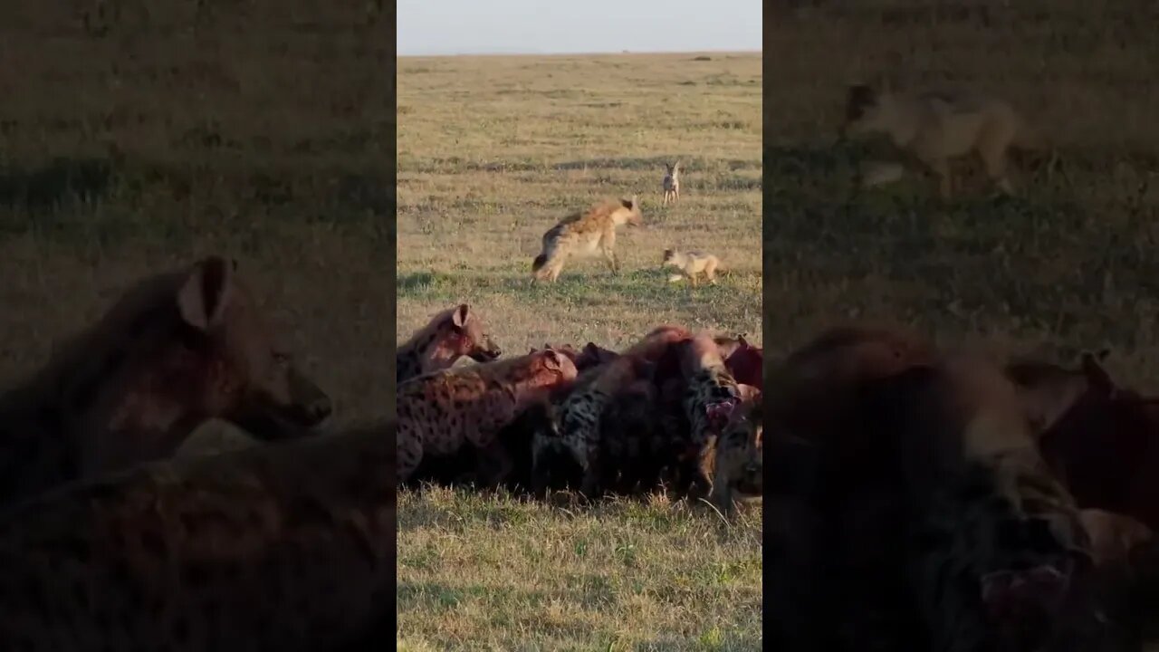 A Rare Encounter of Hyena Feasting!🤔#shorts #safari #travel #travelling