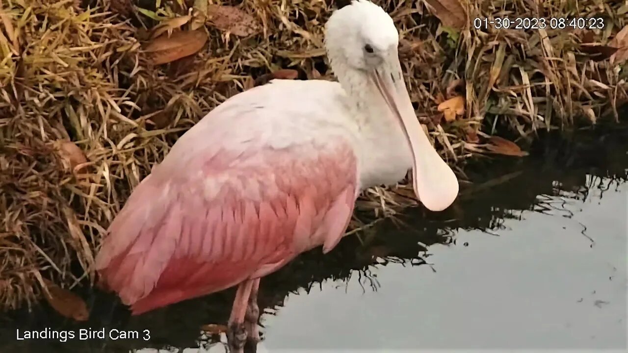 Roseate Spoonbill Visits Lagoon 🦩 01/30/23 08:25