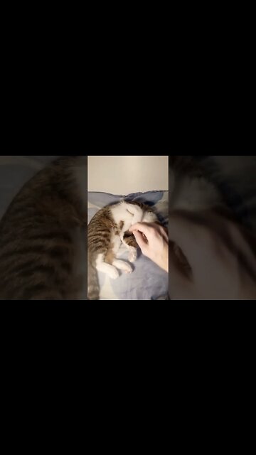 Nose Boops for the Sleepy Cat #shorts