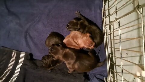 eyes open OBI2023 BABY PATTERDALE TERRIERS day 13 bull&terrier BSL puppies pups puppy dogs litters