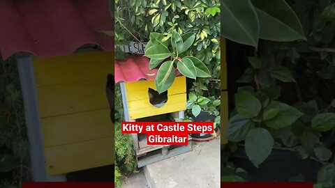 My Favorite Kitty at Gibraltar