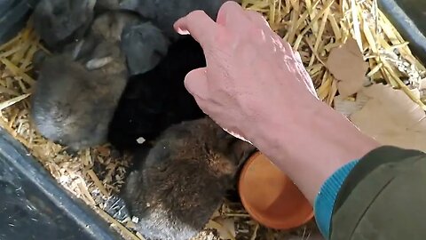 BLUE VIENNA x Californian BABY RABBITS KITS 18 DAYS OLD: Blue Black Agouti/Isabella konijntjes Wener