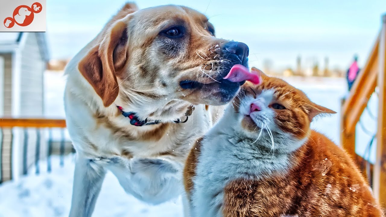 🙉 The Ultimate Compilation of Cats Attacking Dogs!