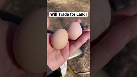 Will Trade for Land! #land #honesteader #eggs #egg #hens #chickens