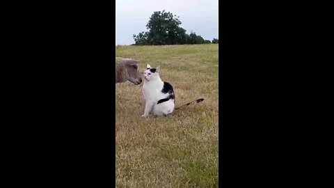 Funny Animals