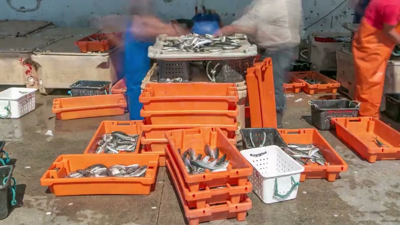 fisherman worker sorting fish at port of sesimbra portugal timelapse 4k SBV 304839518 HD