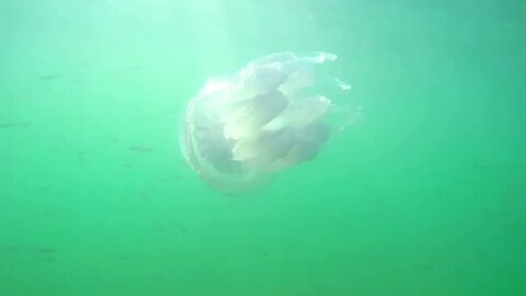 Jellyfish swimming in the ocean