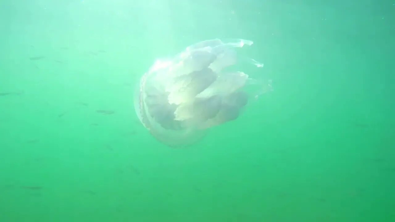 Jellyfish swimming in the ocean