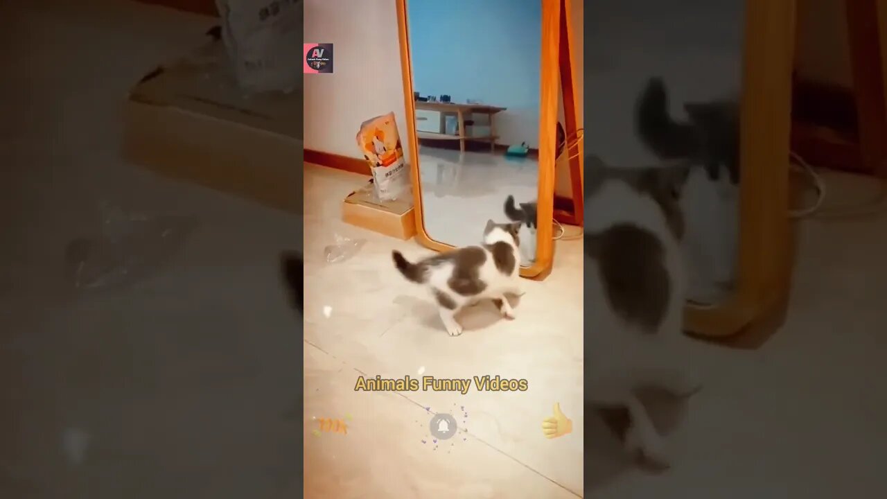 Funny Cat Compilation Videos 2023 Animal Funny Mirror Videos Animals Funny Videos #cats #shorts