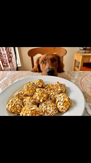 No Bake Pumpkin Dog Treats Your Pup Will Drool Over! #Easy #Healthy
