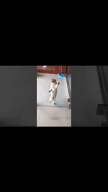 cute animals #short #shorts #cute animals 84