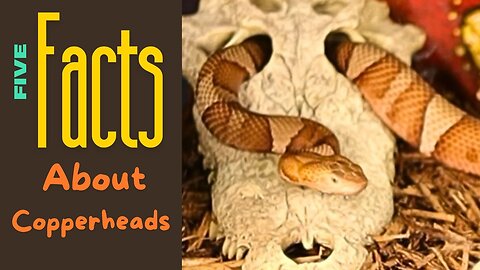 What You Need To Know About Copperheads