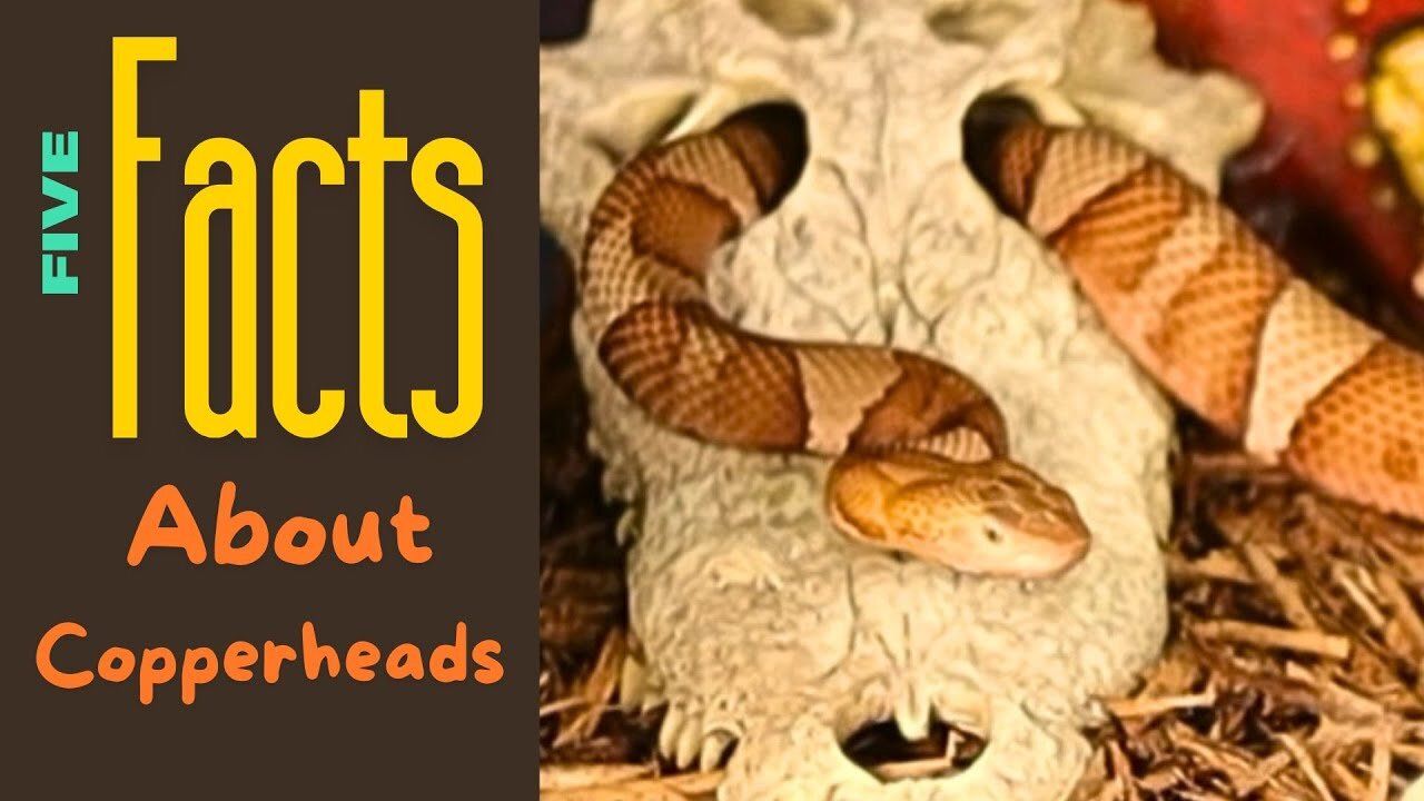 What You Need To Know About Copperheads