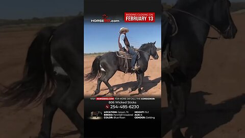 Johnny Ringo - Gorgeous 6 yr old Percheron QH Cross Gelding exclusively available on Horsebid.com!