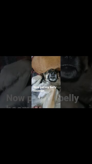 When You Hear Your Mom Yelling AT The Kids #shorts #dog #dogmeme #shepsky #cute