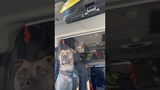 Wait til the end #funnyvideo #shorts #dog #travel #pets #cute #