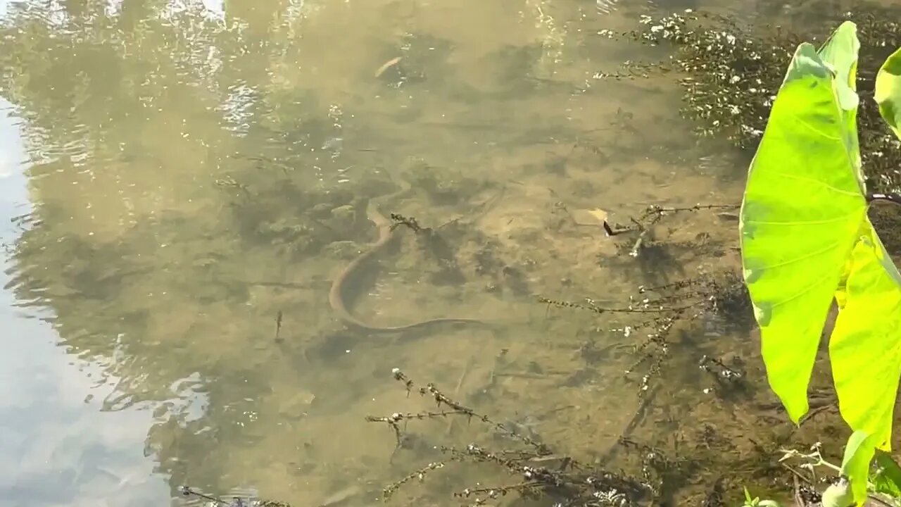 No swimming today in the river