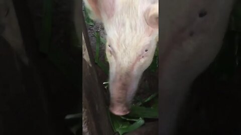 He is seeing my iPhone