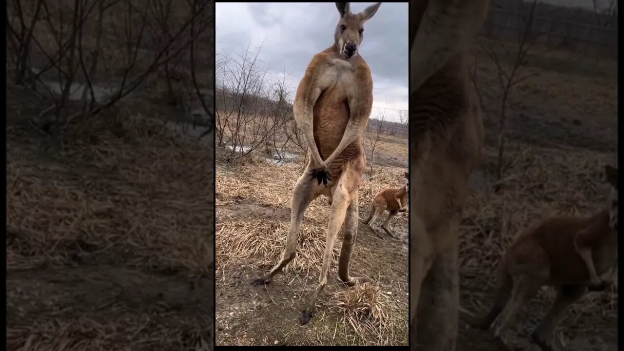 #kangaroo flexing Do you you even lift, bro? #nonsense #zoobox #bigjohn #goofy #animals #australia