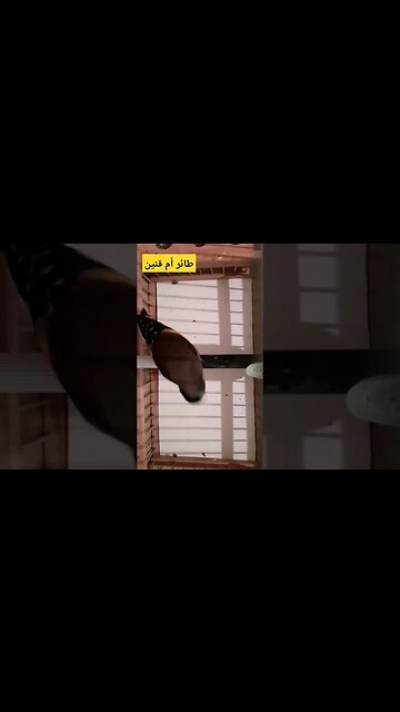 طائر أم قنين أو الحسون المغرد روعة مرحبا