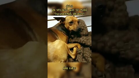 Julio: un "vecinito" que se mudó #tacuarembó #uruguay (2021)
