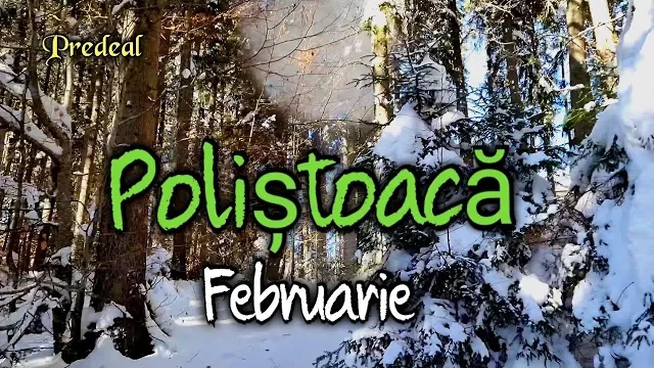 Poliștoacă în Februarie 2023 - Predeal