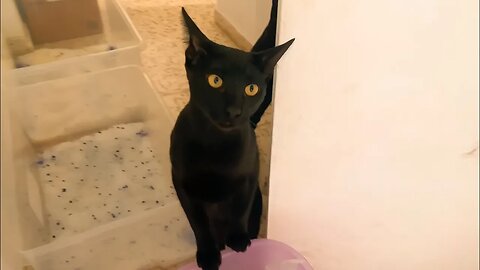 Black Kitty Meowing Sounds Like Tweety Bird 🐣