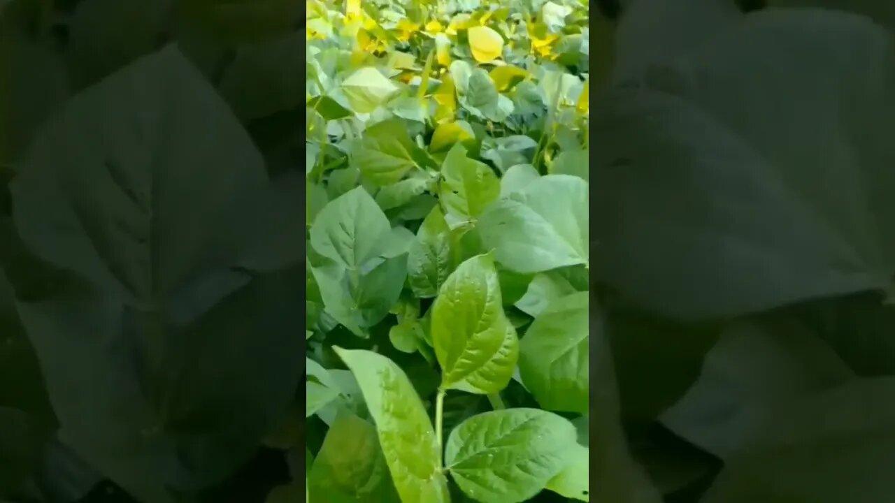 Tanam kacang ijo tak bayak air#amirwarsono