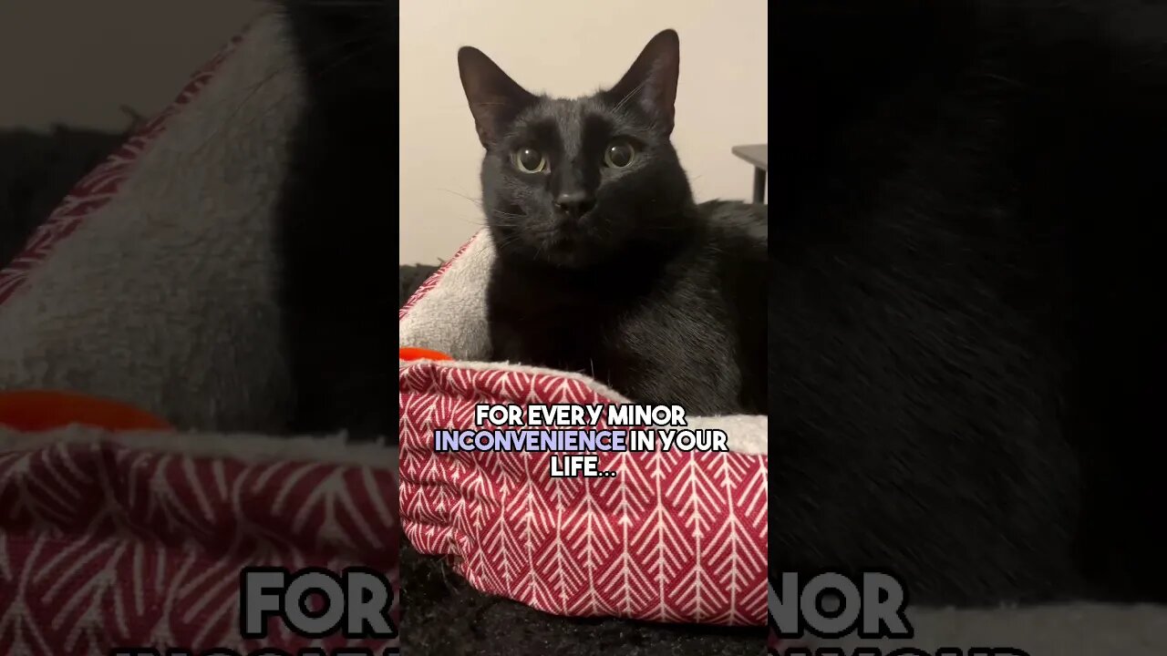 Make poor choices together😁 #cat #blackcat #leonthecatdad #leontcd #liquor #relatable #relationship